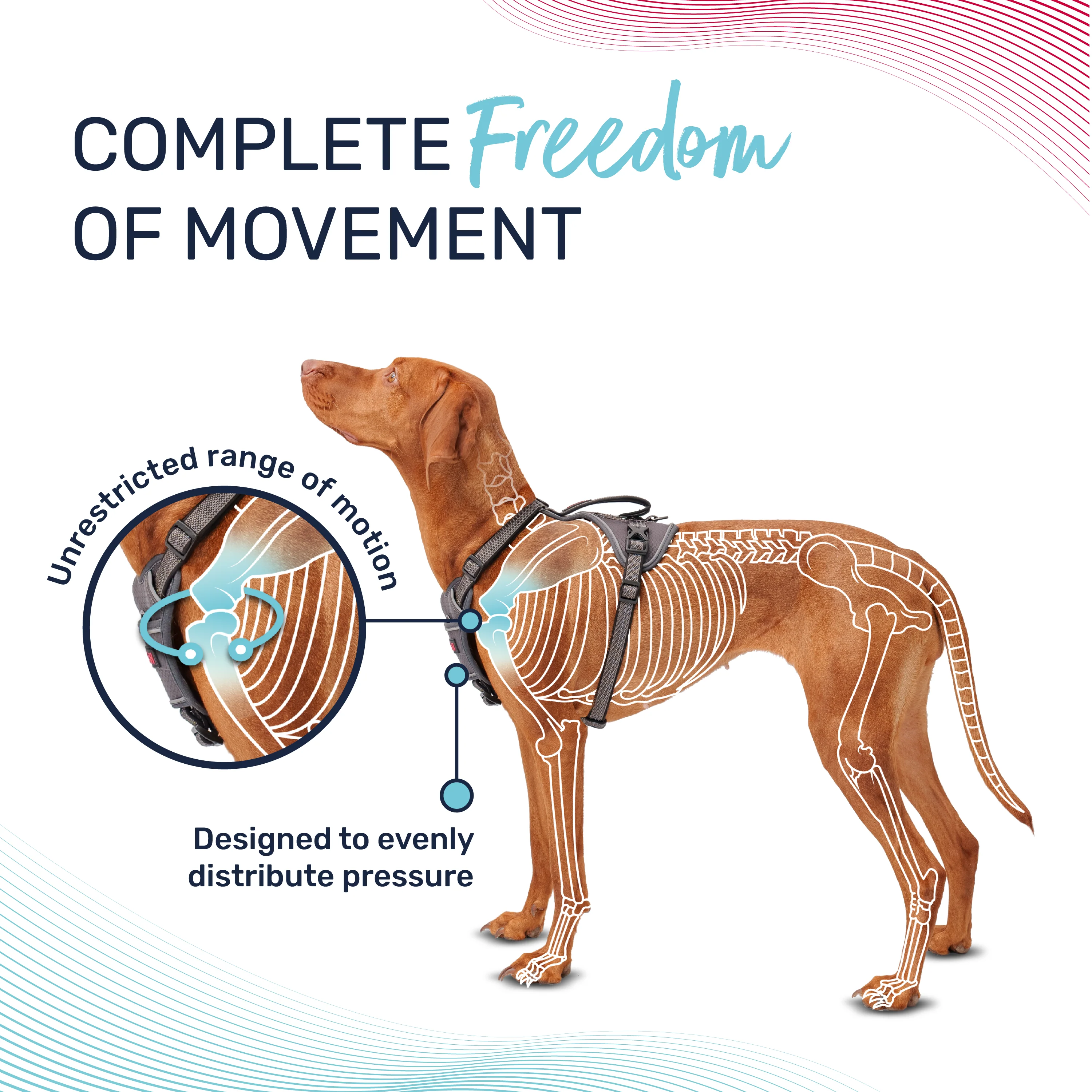 Halti Anatomy Dog Harness - Grey - Image 5