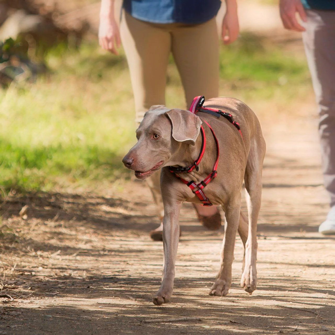 Halti Black Dog Walking Harness - Image 4