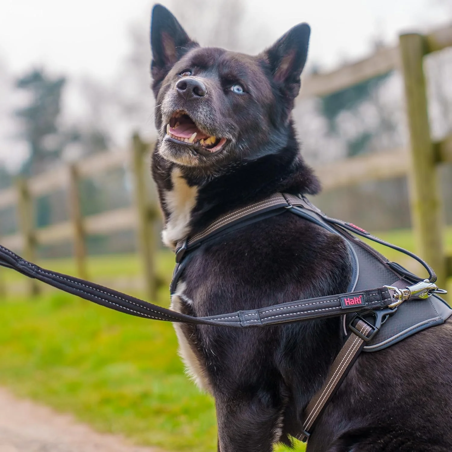 Halti BRIG Safety Dog Lead Black - Image 2
