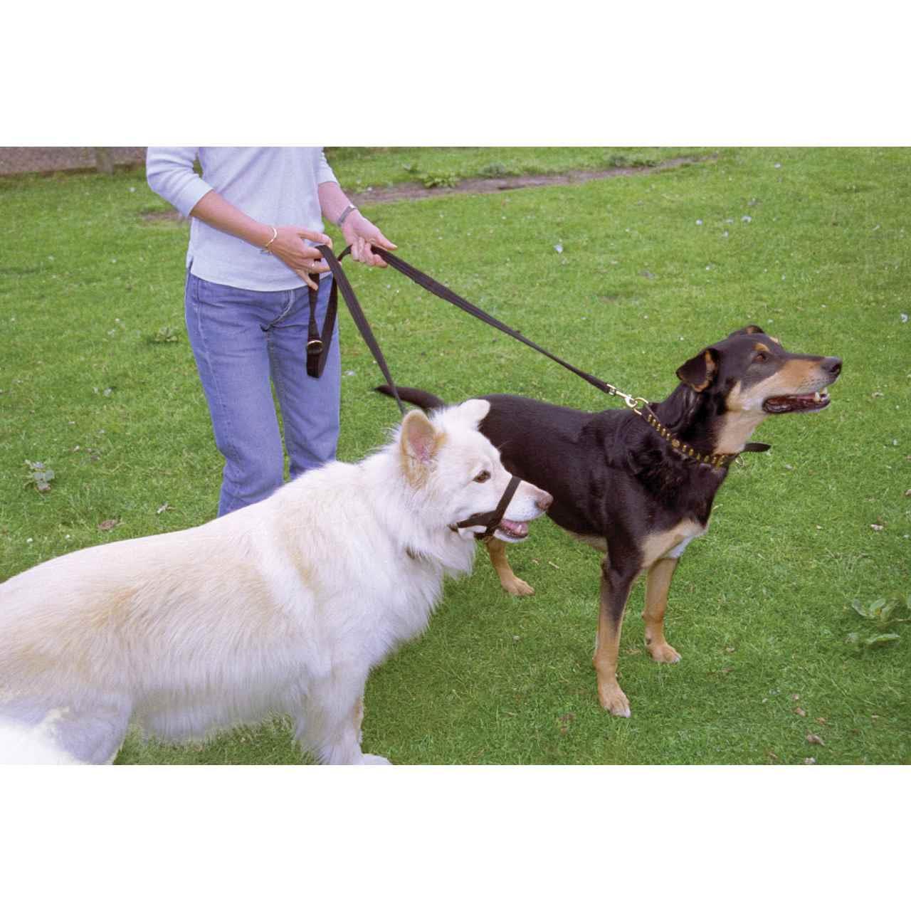 Halti Train Dog Lead  Red - Image 7