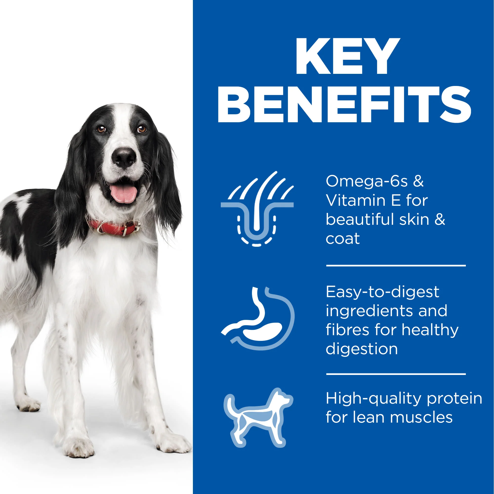 Hill's Science Plan Adult Wet Dog Food - Turkey - Image 6