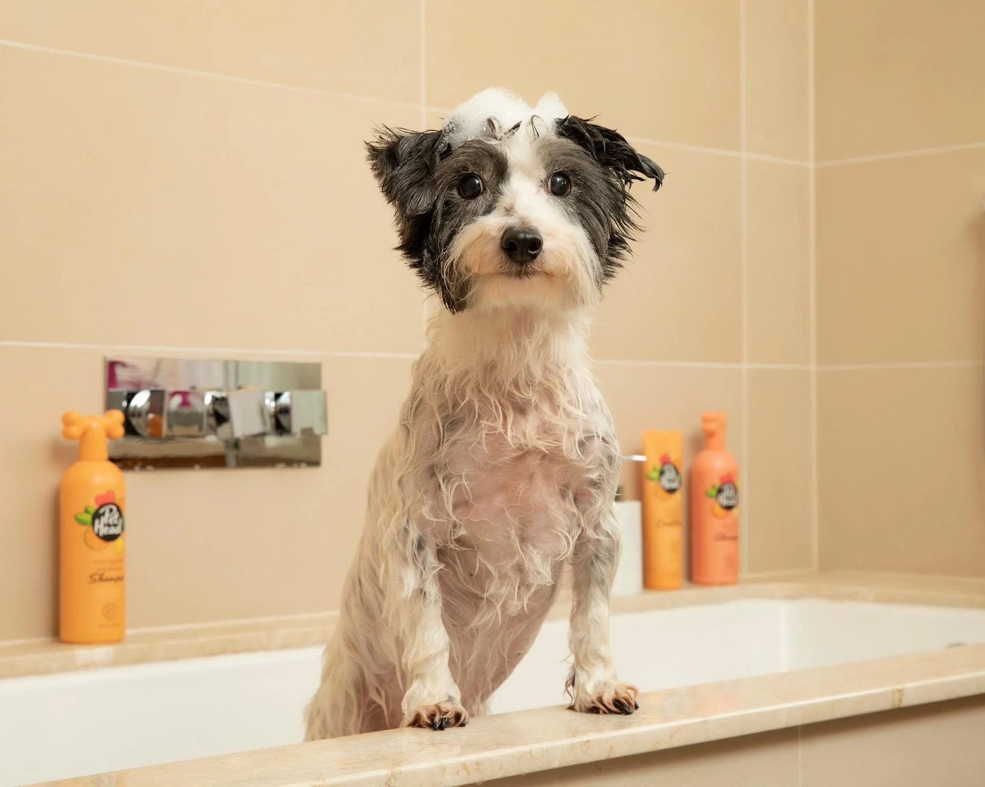 Pet Head Quick Fix Puppy Dog Foam - Image 4