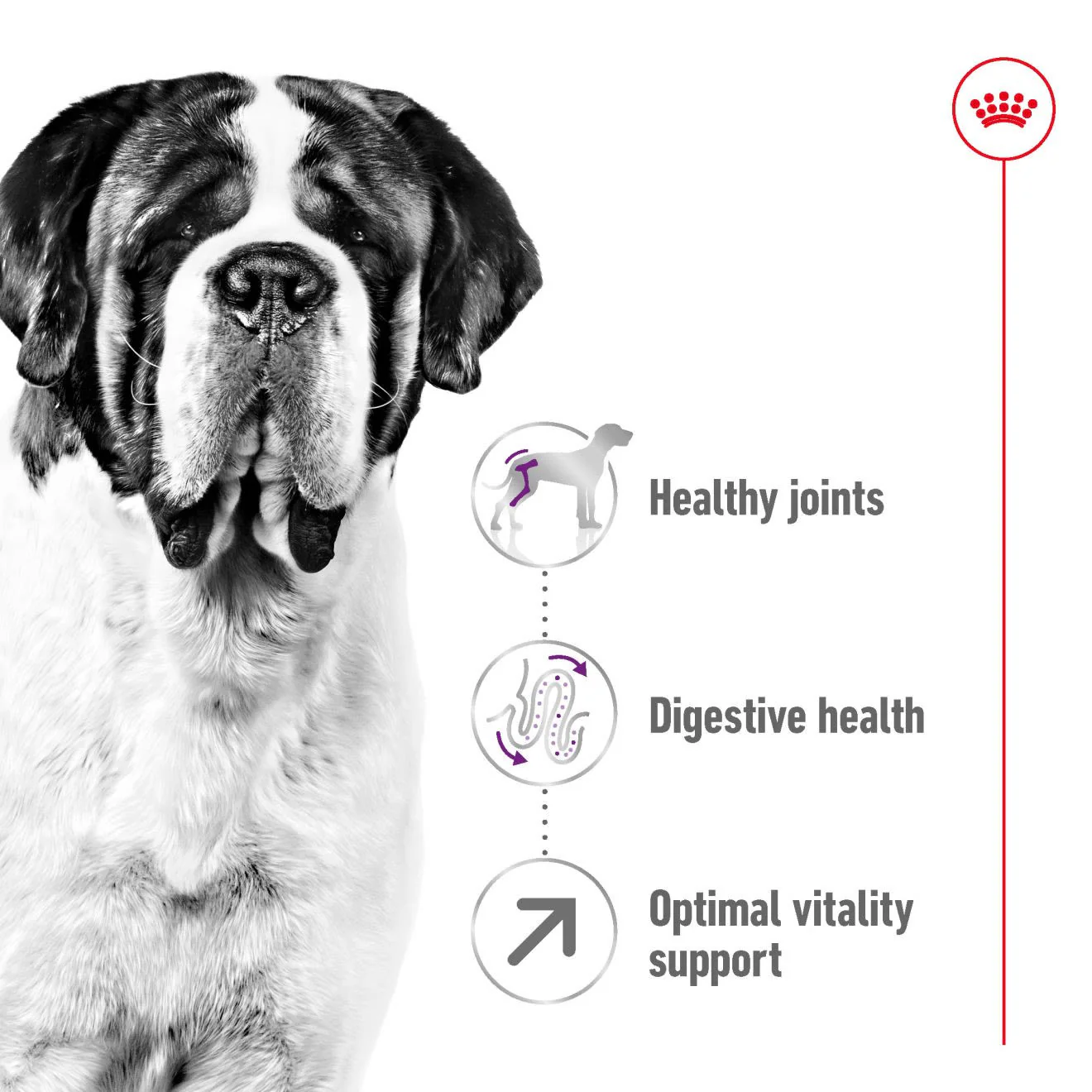 Royal Canin Giant Adult Dry Dog Food - Image 2