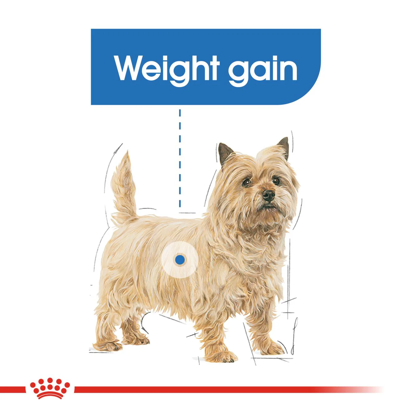Royal Canin Light Weight Care Adult Wet Dog Food - Image 3