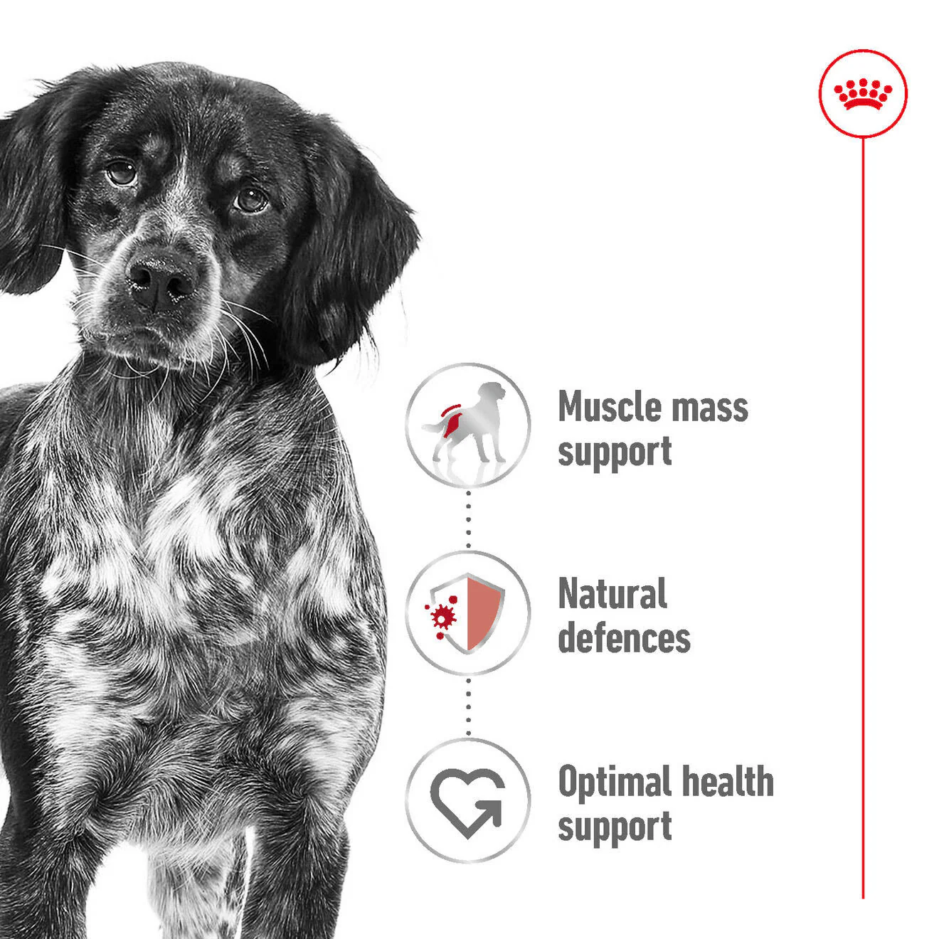 Royal Canin Medium Adult Dry Dog Food - Image 5