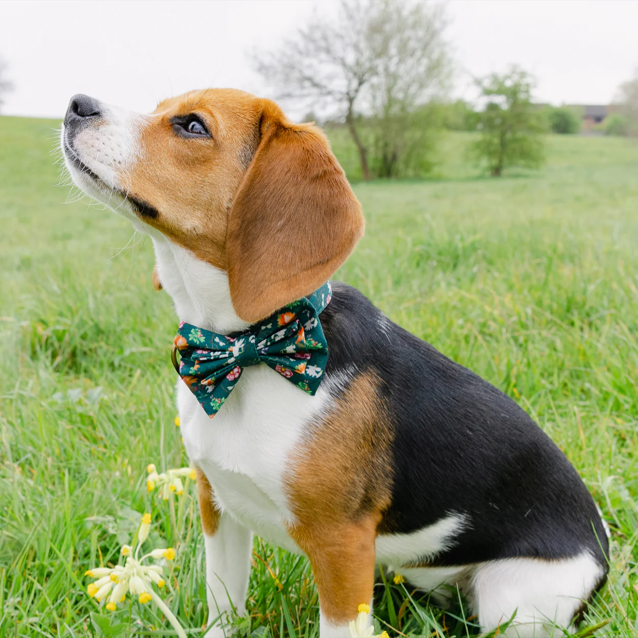Royal Horticultural Society Pets in the Garden Bow Tie - Image 6