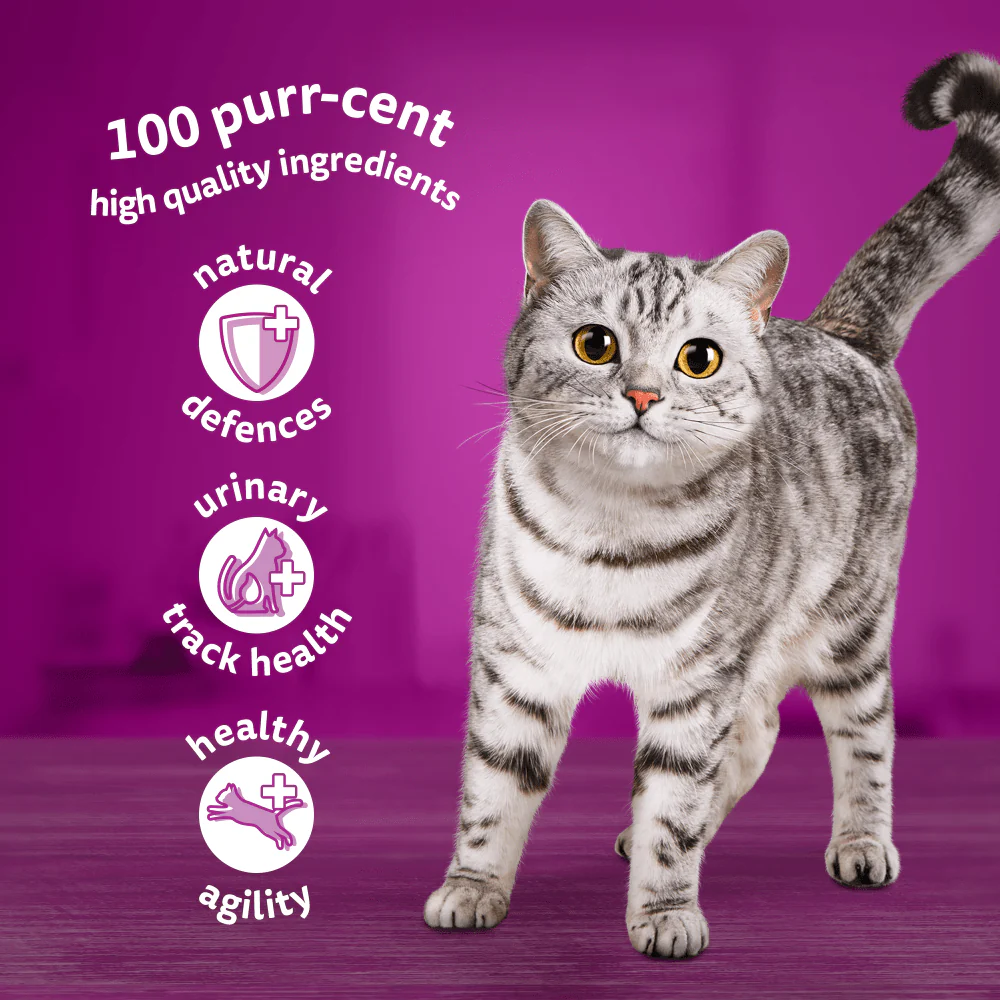 Whiskas Fish Favourites in Jelly Senior 11+ Wet Cat Food Pouches - Image 4